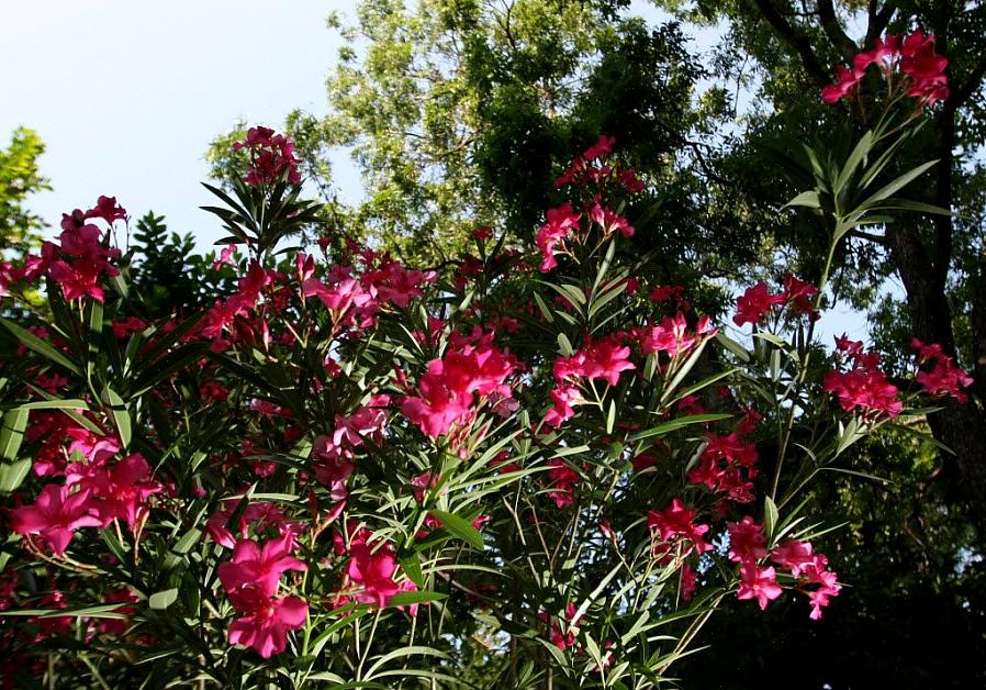 L'oleandro (Nerium oleander) è un arbusto o un piccolo albero sempreverde in fiore profumato che è in fiore