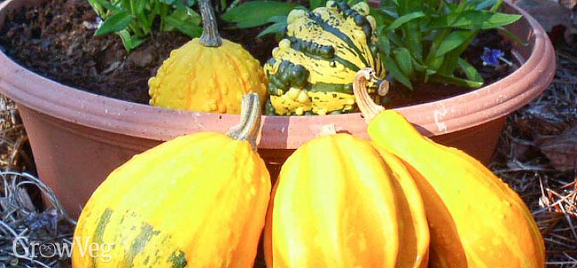 Inizia le zucche ornamentali in casa dal seme o all'aperto come piccole piante all'inizio della primavera