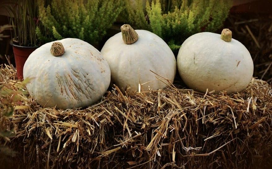 La zucca bianca può essere sostituita alla zucca arancione in molte ricette