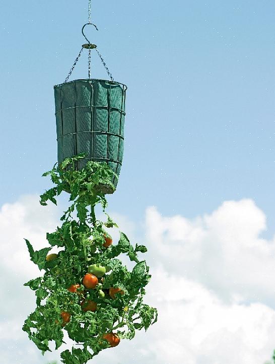 Uno dei modi più veloci per uccidere una pianta di pomodoro è non darle abbastanza acqua