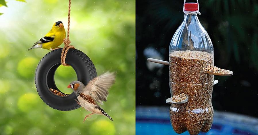 Un grande progetto di famiglia per gli amanti degli uccelli è trasformare una normale bottiglia di plastica