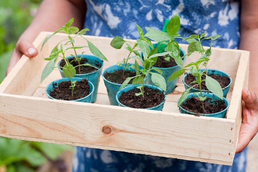 Inserisci un vaso di plastica nera più grande dei contenitori che cambierai