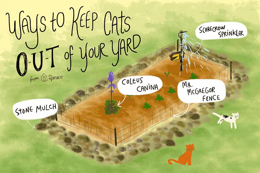 I gatti possono essere scoraggiati dallo scavare nelle aiuole del tuo giardino o dal vagabondare intorno