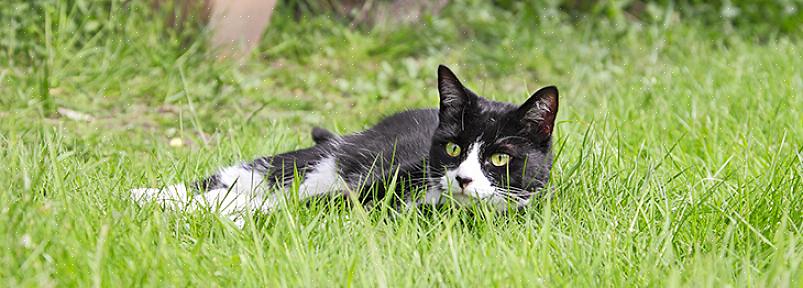 Se il tuo cortile o giardino ha odori che offendono i gatti