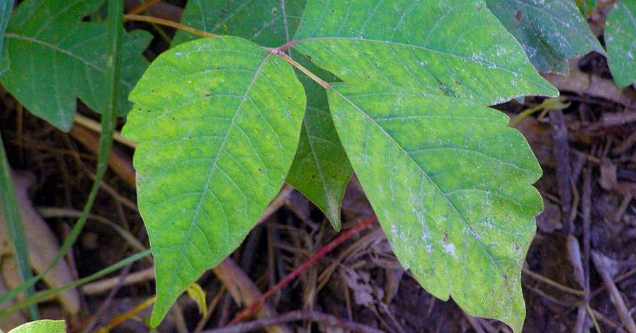 Le piante di Poison Ivy coltivano anche bacche