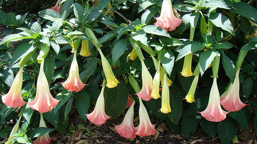 Legata alla belladonna agrodolce (e altrettanto tossica) è la pianta della lanterna cinese che viene