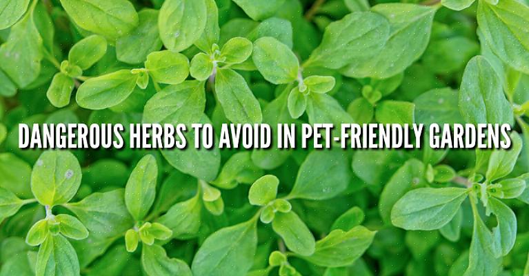 Il seguente elenco di piante velenose per i cani non è un elenco completo ed esaustivo