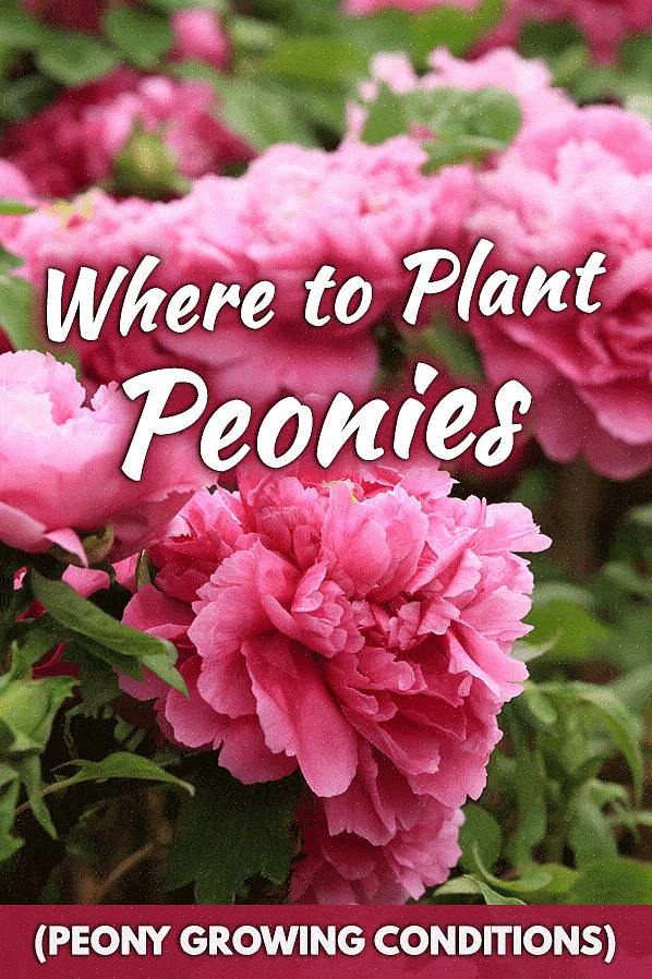 Le piante di peonia con fiori doppi tendono ad essere le più profumate