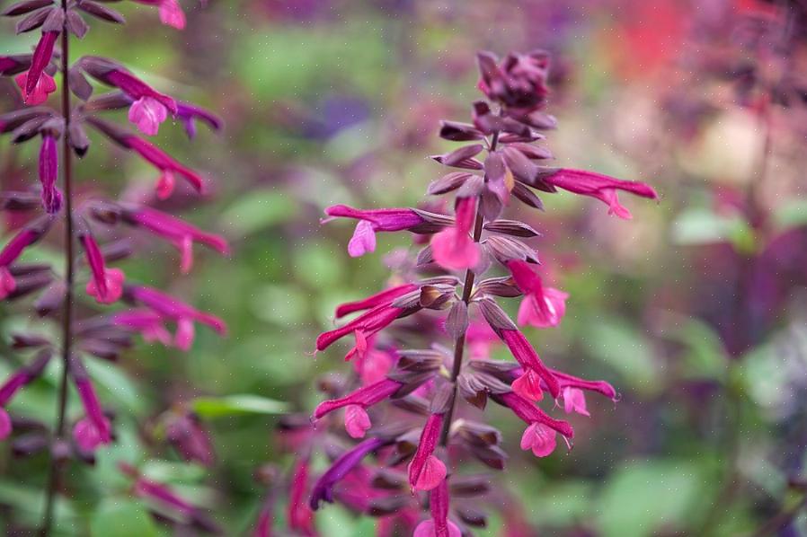 I fiori di salvia Blue Hill sono stati pubblicizzati come risposta alla richiesta di opzioni floreali