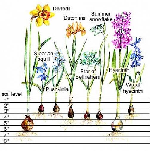 I bulbi primaverili sono così chiamati perché fioriscono in primavera