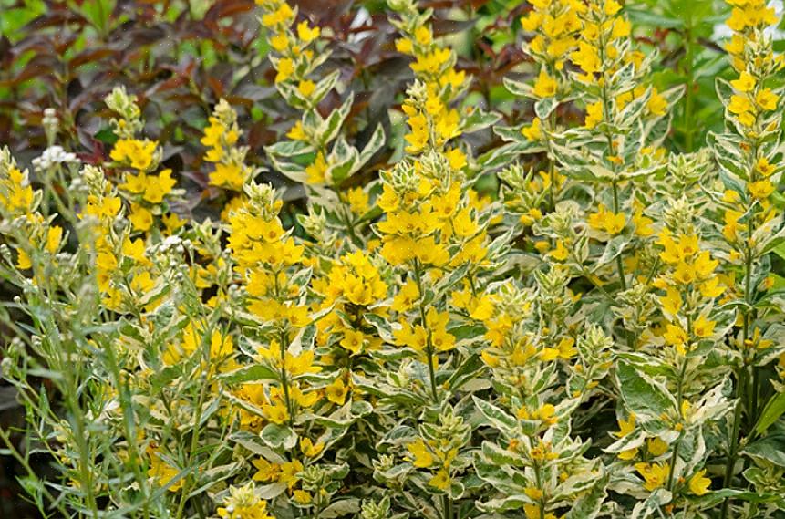 Riteniamo che la variegata Lysimachia sia più bella in primavera quando sfoggia quelle foglie rosa pazze