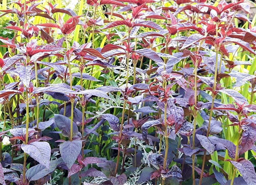 Lisimachia dalle foglie viola (Lysimachia ciliata 'Purpurea') sono piante aggressive comuni