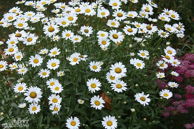 Usa i fiori della margherita di Becky shasta nei bordi dei fiori perenni