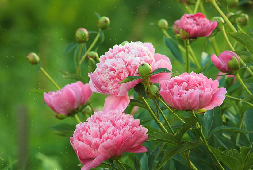 Assicurati che la minaccia del gelo sia dietro di te prima di seminarli direttamente nel tuo giardino