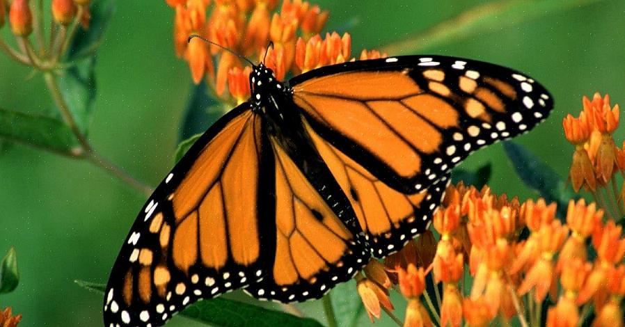 L'erba delle farfalle è anche una pianta paesaggistica molto attraente a sé stante