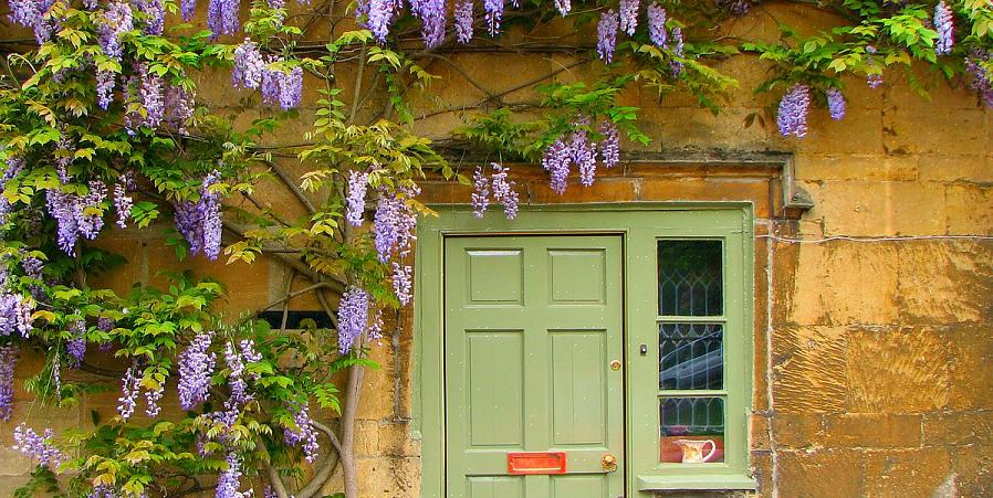 Prendi in considerazione l'idea di iniziare i fiori autunnali con un clima fresco da metà a fine luglio