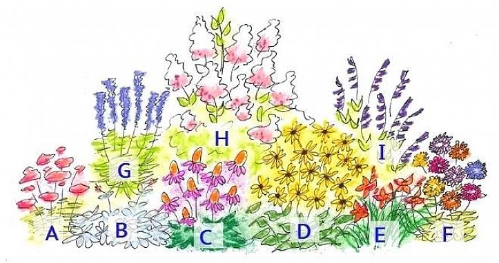 Il fogliame fornirà un piacevole sfondo ai prossimi fiori che sbocceranno