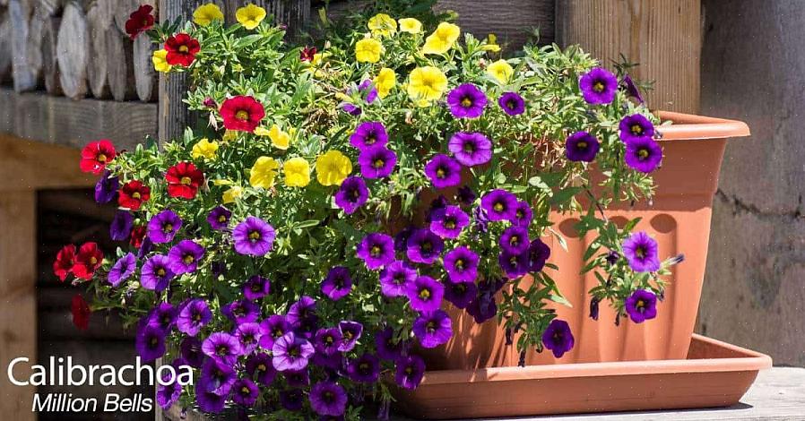 Milioni di piante di campane sono piante perenni tenere