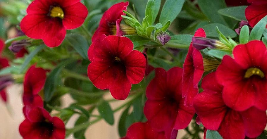 Come far crescere milioni di fiori di campane