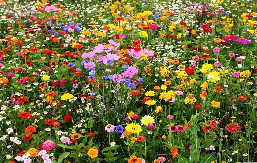 I giardini di fiori selvatici sono considerati un'alternativa a basso costo al giardinaggio ad alta