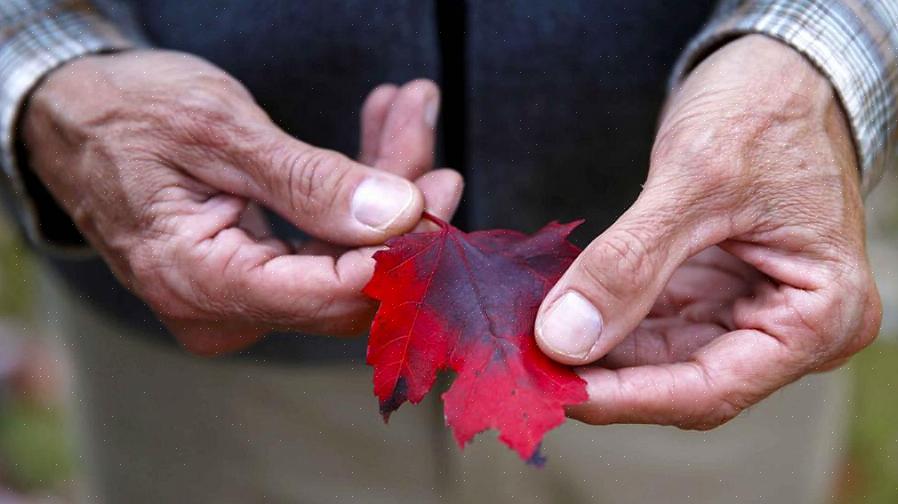 Oltre ad essere alberi resistenti all'inquinamento