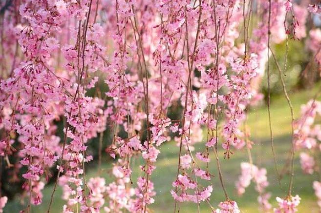La specie Prunus serrulata (ciliegia giapponese) ha alcune cultivar pendenti