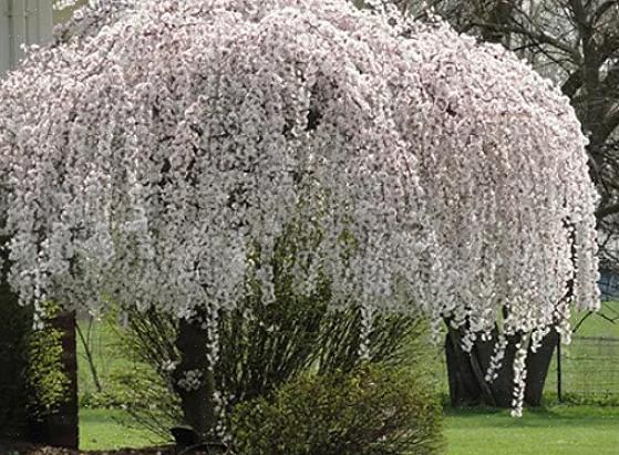 I ciliegi piangenti (Prunus spp.) Devono essere inclusi in qualsiasi elenco dei migliori esemplari a cascata