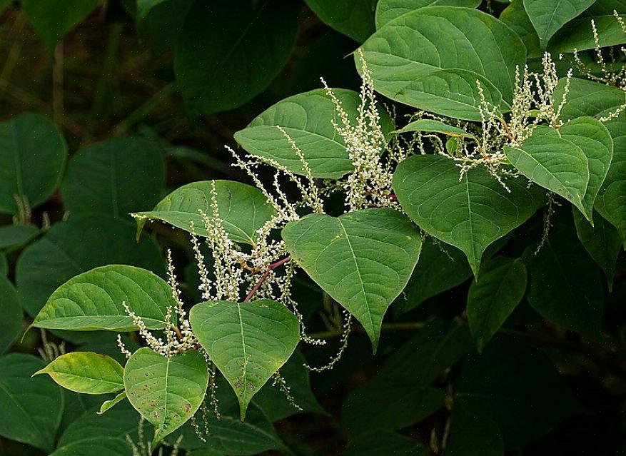 Alcuni giardinieri ricorrono all'applicazione del diserbante per sradicare il poligono giapponese