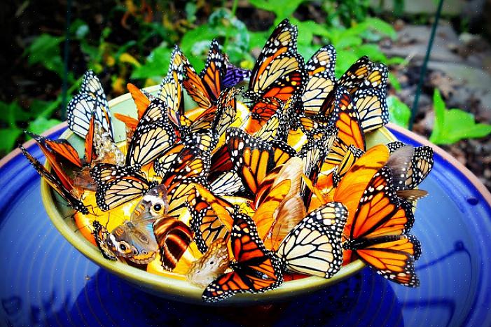 Le farfalle iniziano la vita come uova deposte sulle piante