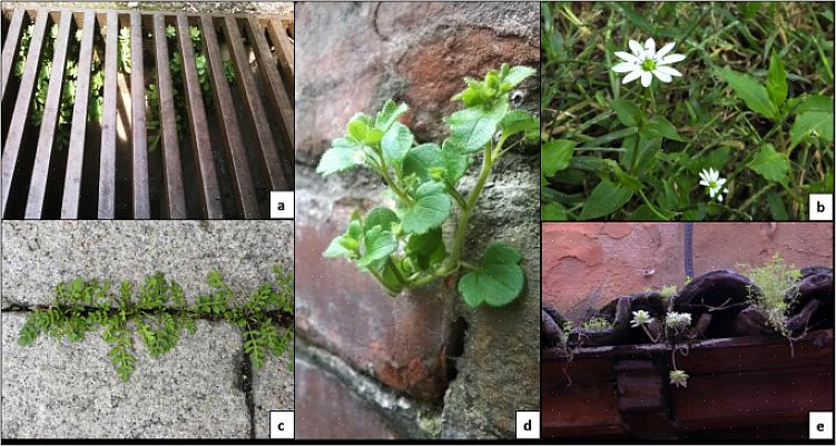 Esempi di piante autoctone per il Nord Europa orientale che possono essere utilizzate nei giardini all'ombra