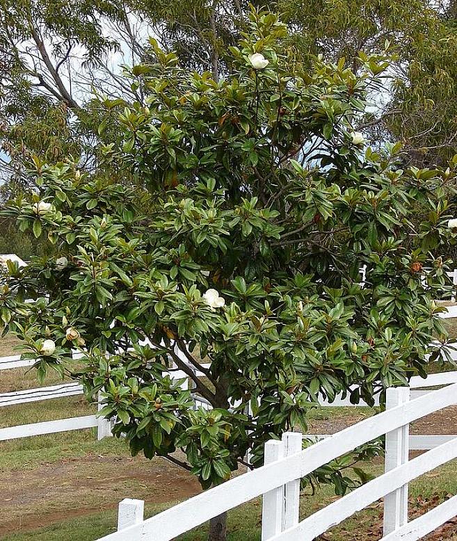 Non tutti gli alberi paesaggistici piantati per interesse invernale hanno fogliame sempreverde