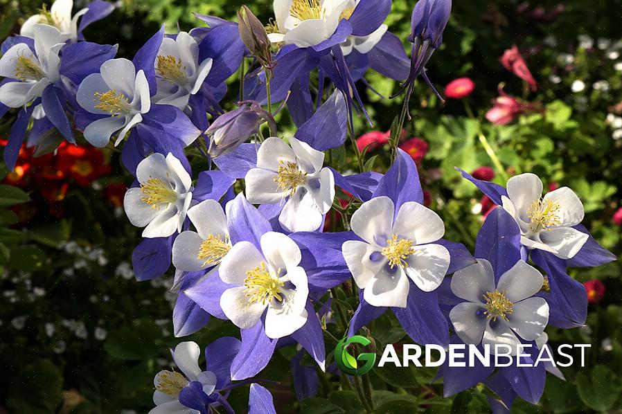 Puoi iniziare i fiori di Colombina da seme o pianta