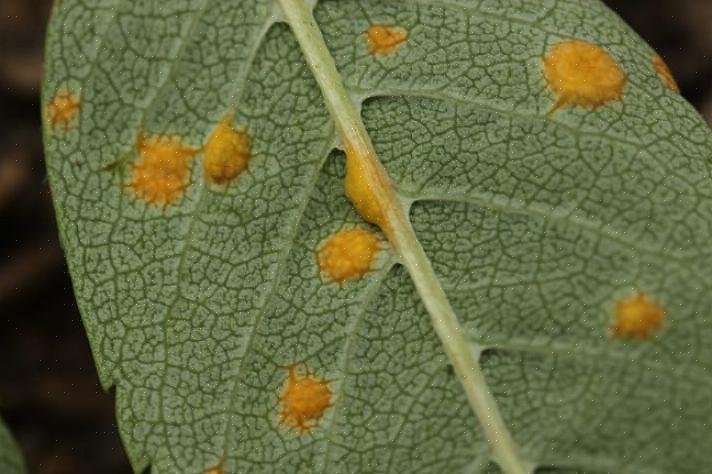 Esistono molte specie della malattia del fungo ruggine che colpisce piante