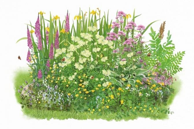 Il momento ottimale per piantare un giardino palustre è la primavera