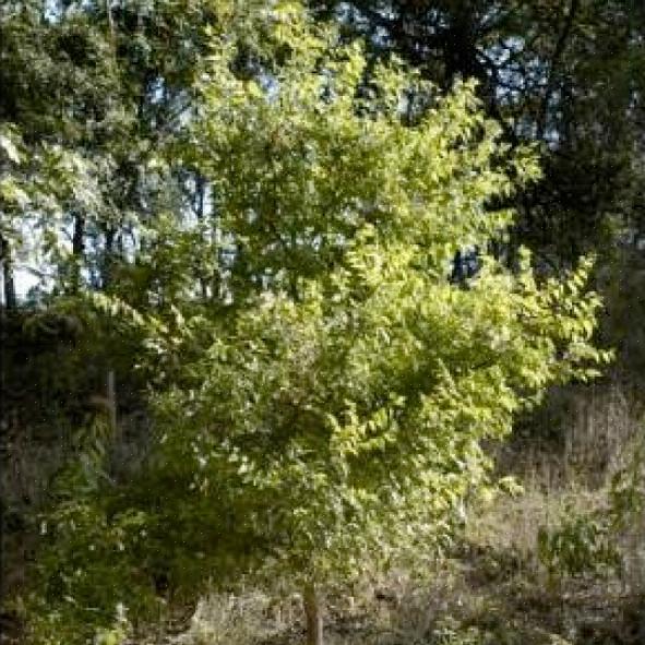 Il bagolaro è un buon albero da ombra che ha l'ulteriore vantaggio di fornire cibo per gli uccelli