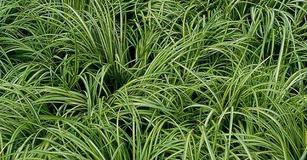 L'erba bandiera giapponese (Acorus spp.) È una pianta acquatica perenne con foglie simili a spade
