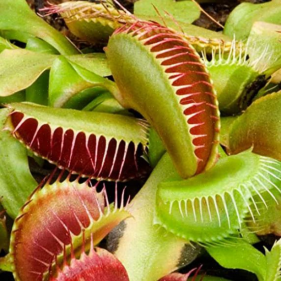 Puoi mescolarne uno tu stesso o cercare il terriccio per vasi Venus flytrap per ottenere questo