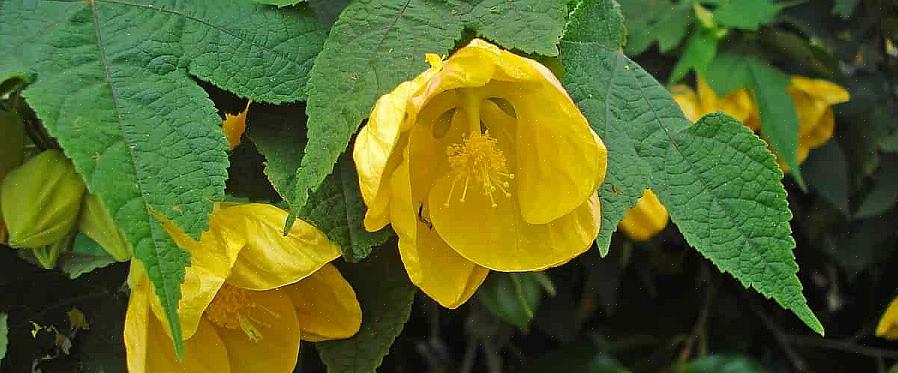 Il nome scientifico completo delle piante Abutilon più comunemente coltivate dai nordici è Abutilon