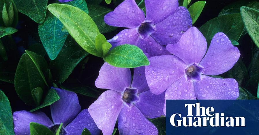 Gli arbusti con fiori viola sono forse più ricercati di qualsiasi altro tipo