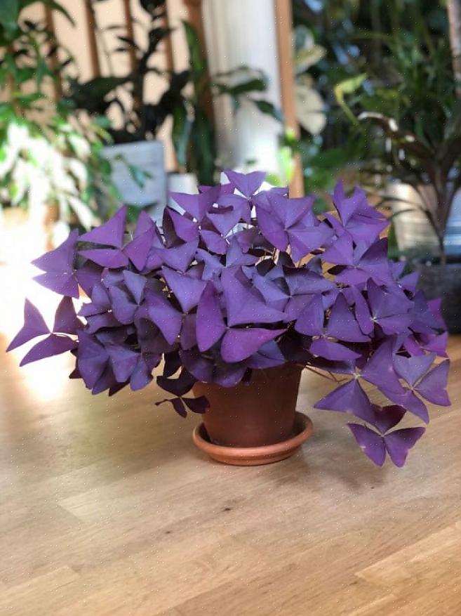 Come coltivare piante di trifoglio viola