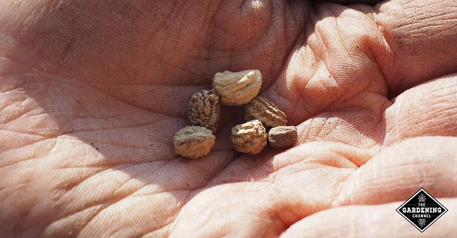 La scarificazione avvengono naturalmente quando i semi rimangono all'aperto durante il freddo inverno