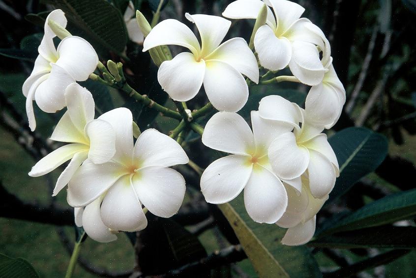 Il frangipane bianco (Plumeria alba) è un albero di plumeria deciduo originario delle aree tropicali