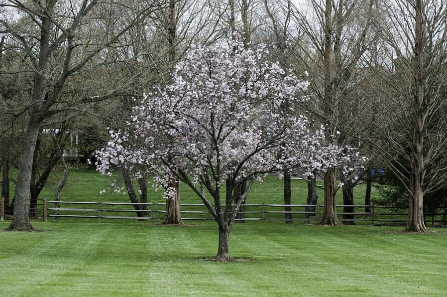 I metodi di potatura della magnolia differiscono leggermente a seconda che il tuo albero sia un tipo
