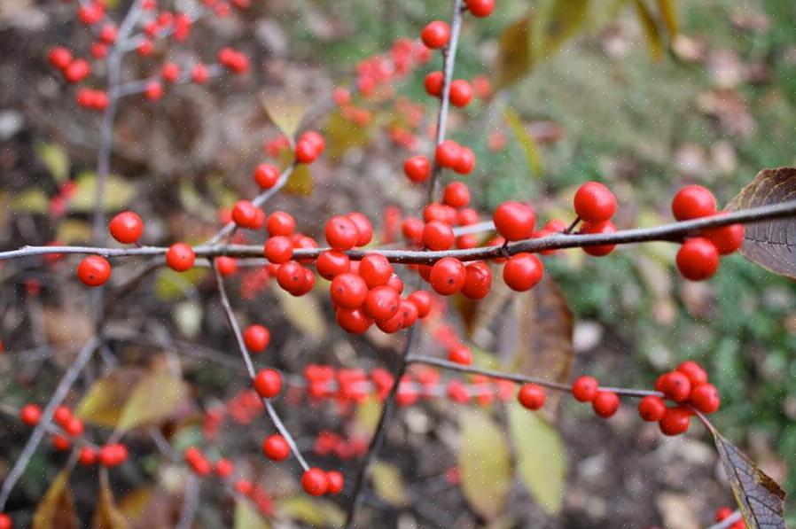 Winterberry (Ilex verticillata) è originario del Canada orientale
