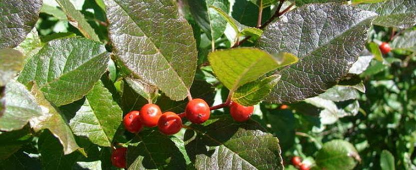 Winterberry è una pianta dioica