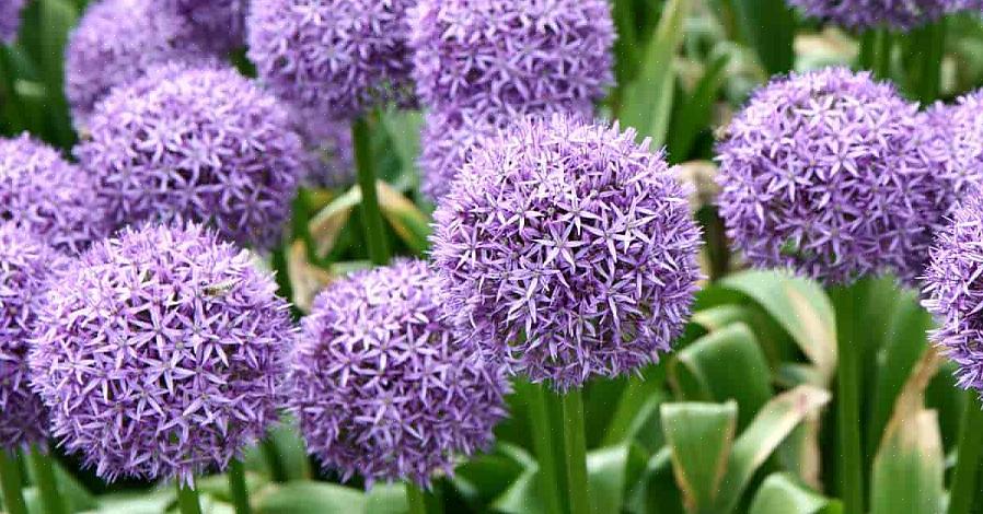 Gli allium ornamentali hanno capolini rotondi composti da dozzine di fiori a forma di stella