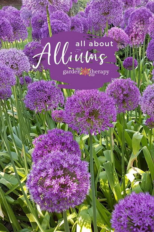 La cipolla annuendo (Allium cernuum) produce teste di fiori fluttuanti in graziose sfumature di rosa