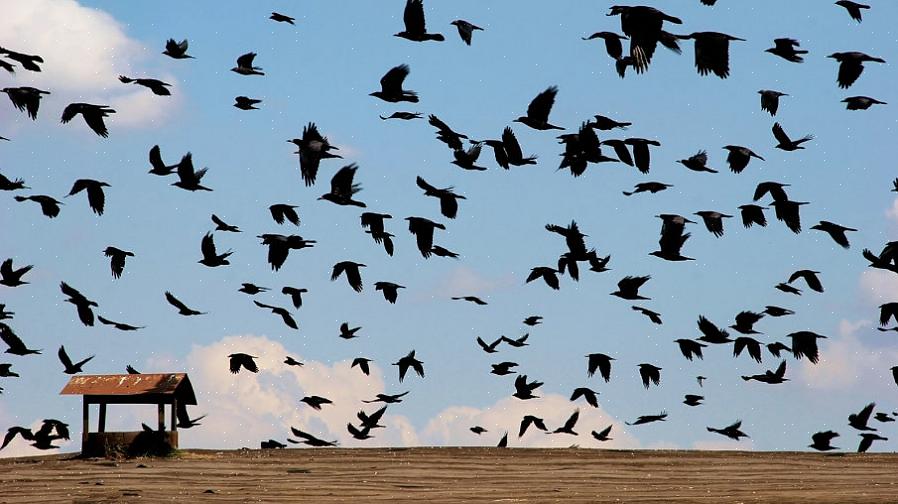 Risparmio energetico Gli uccelli che non migrano non hanno bisogno di spendere enormi quantità di energia