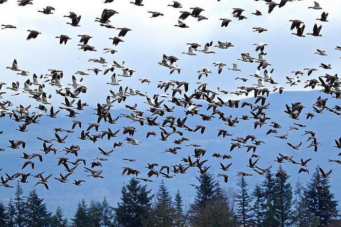 Gli uccelli non scelgono consapevolmente di non migrare