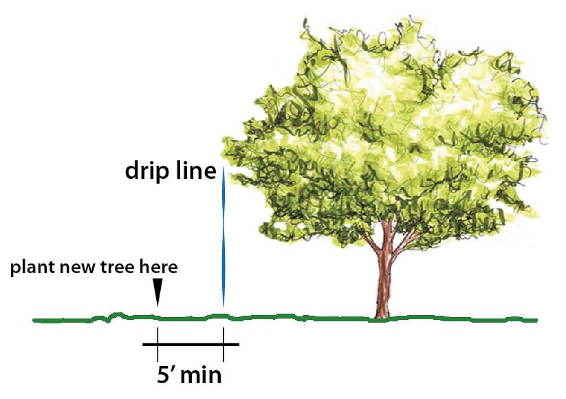 Alberi per portare l'acqua nel terreno alle radici